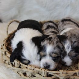 Aussiedoodle and Goldendoodle Puppies from Skyridge Doodles