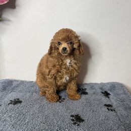 Girl - Red  female Poodle puppy in Charlotte, North Carolina from Toy Poodle and Maltese Perfection