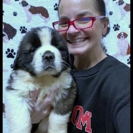 Green Collar - Mahogany and white female Saint Bernard puppy in New Philadelphia, Ohio from Fletchers Saints