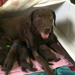 Chesapeake Bay Retriever Puppies from KBar Chesapeakes