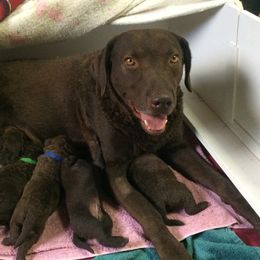 Chesapeake Bay Retriever Puppies from KBar Chesapeakes