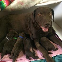 Chesapeake Bay Retriever Puppies from KBar Chesapeakes
