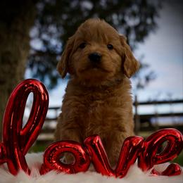 Pretzel - Apricot male Goldendoodle puppy in Mc Arthur, California from California Golden Love