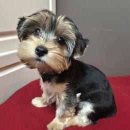 Baby Boy - Black and tan male Yorkshire Terrier puppy in San Marcos, Texas from Casa de Yorkies