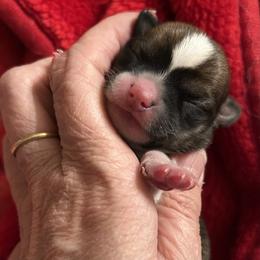 Chihuahua Puppies from Midwest Chihuahuas