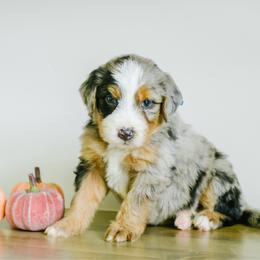 Briar - male Australian Mountain Doodle puppy in Spanish Fork, Utah from K Brand Doodles