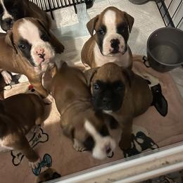 Boxers from C&J European Boxers