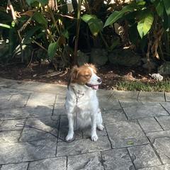 Bella - Nederlandse Kooikerhondje