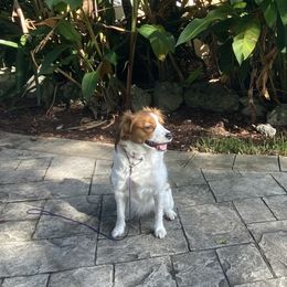 Bella - Nederlandse Kooikerhondje