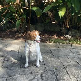 Bella - Nederlandse Kooikerhondje