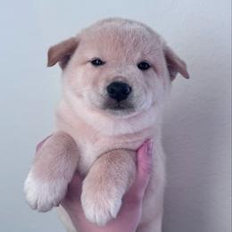 Goku (Freddie) - Cream male Shiba Inu puppy in Cypress, Texas from Southern Shibas