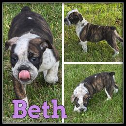Beth - Olde English Bulldogge puppy in Wheeler, Michigan from Haase Family Kennels