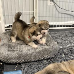 Alaskan Malamute Puppies from Alpenglow Alaskan Malamutes