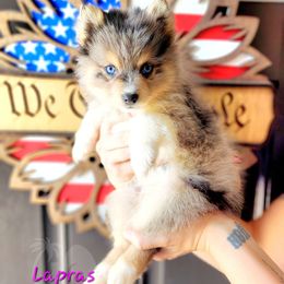 Lapras - Merle Pomsky puppy in Sumter, South Carolina from Emerald Skies Pomskies