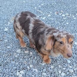 Gemma - Dachshund