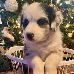 Sally - Blue merle female Australian Shepherd puppy in Neola, Utah from Wall To Wall Aussies
