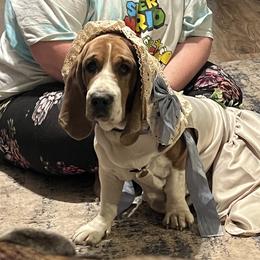 Maybelle - Basset Hound