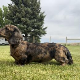 Dachshund puppies from Journey’s End Dachshunds