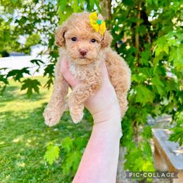 Mal-Shi, Maltese, Maltipoo, and Poodle Puppies from Paw Perfect Pets