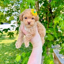 Mal-Shi, Maltese, Maltipoo, and Poodle Puppies from Paw Perfect Pets