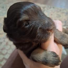 Benji - Liver male Miniature Schnauzer puppy in Clemmons, North Carolina from Schnauzer Snobs