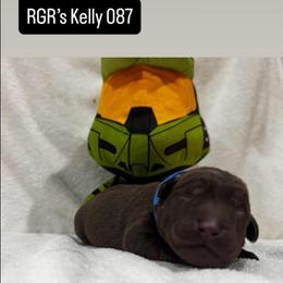 RGR's Kelly-087 - Chocolate female Labrador Retriever puppy in Morris Plains, New Jersey from Rose Gold Retrievers