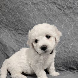Heath - Grey - White male Bichon Frise puppy in Pickens, South Carolina from Beloved Bichon