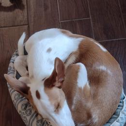 Ibizan Hound Puppies from AirO'Doe Ibizans