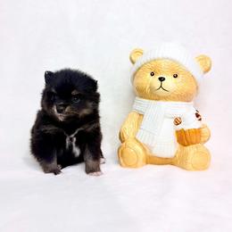 Black and tan boy 1 - Black and tan parti male Pomeranian puppy in Princeton, New Jersey from PureLove Poms.