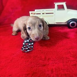 Boy 2 RANGER  Long - Red male Dachshund puppy in Polo, Missouri from Blue Tails Farm