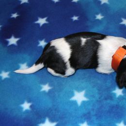 Schapendoes Puppies from Dream Star Schapendoes