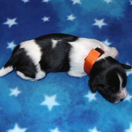Schapendoes Puppies from Dream Star Schapendoes