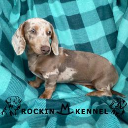 Miley - Dachshund