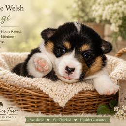 Pembroke Welsh Corgi Puppies from Rhone River Farm Pembroke Welsh Corgis