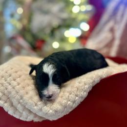 Harvest - Black and white male Bernedoodle puppy in Alabama from Peach & Pawmetto Doodles