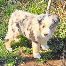 Elizabeth - Blue merle female Miniature Australian Shepherd puppy in Crestline, California from Haugen's Minis