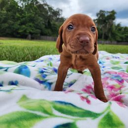 Vizsla Puppies from Countryside Vizslas
