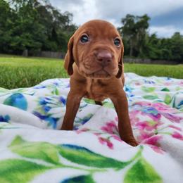 Vizsla Puppies from Countryside Vizslas
