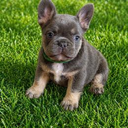 Finn - Blue male French Bulldog puppy in Greenville, Texas from Lovey’s Frenchies