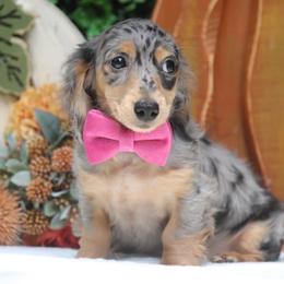 Charmer - Dapple male Dachshund puppy in Woodbine, Georgia from Walker's Minidachs