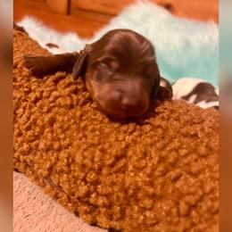Hershey - Chocolate and tan male Dachshund puppy in Louisa, Kentucky from Mini Doxies of Eastern KY