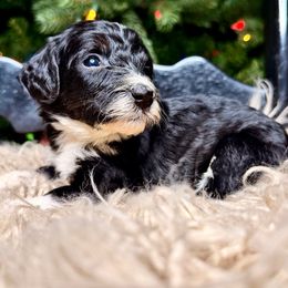 Shadow - Tri-color male Bernedoodle puppy in Tyner, Kentucky from Good Dog Doodles
