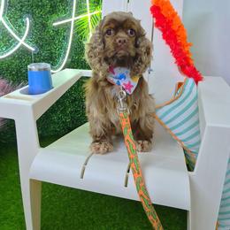 Ivy - Brown and white female Cocker Spaniel puppy in Hickory, North Carolina from Homegrown Spaniels