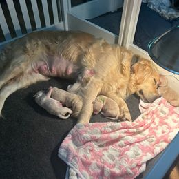Golden Retriever Puppies from Tupelo Honey Farm's Golden Retrievers