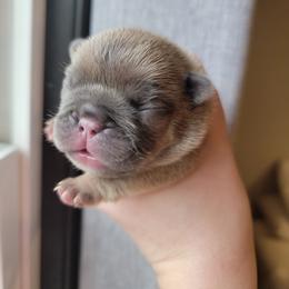 French Bulldog Puppies from Smith's Small Town Frenchies