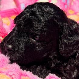 Delta - Black female Poodle puppy in Bakersfield, California from Jewells Poodles