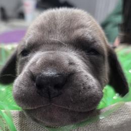 Charm - Blue female Great Dane puppy in Albany, Oregon from Red Cloud Australian Shepherds and DeGray Great Danes & Bulldogs