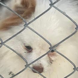 Paddy - Pomeranian