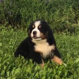 Bernese Mountain Dog Puppies from Darlis Meyer