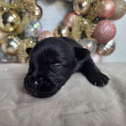 Boy 1 - Black male Miniature Schnauzer puppy in Titusville, Florida from Alysha's Grandbabies